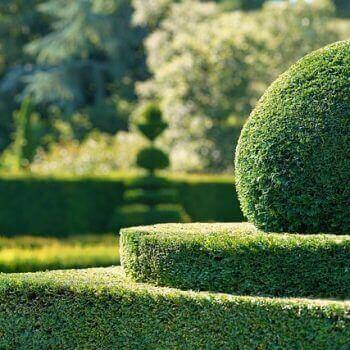 Hedge Trimming Tips: What You Need To Know About Cutting Garden Hedges in a beautifully shaped garden hedge.