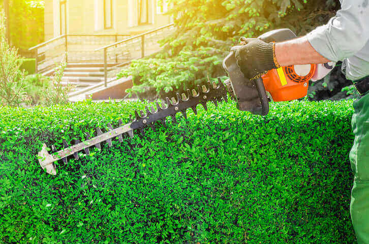 How To Care For Your Hedges In Winter: a person trimming a green hedge with an electric hedge trimmer.
