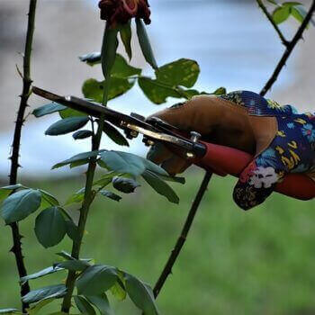 A gardener using pruning shears to prepare plants for spring care, showcasing tips for spring gardening.