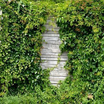 Overgrown greenery surrounding a wooden wall, demonstrating effective garden maintenance with a grass strimmer.