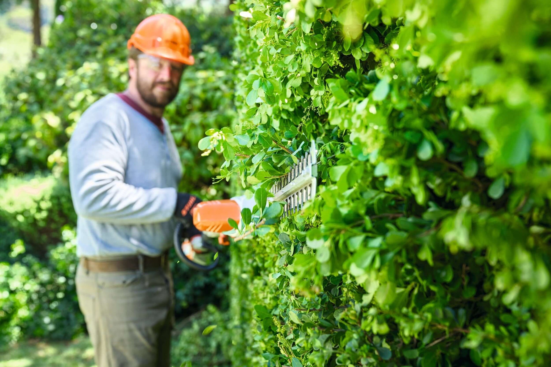 Tree surgeon trimming hedges with STIHL hedge trimmer, ensuring a neat garden with lush green foliage.