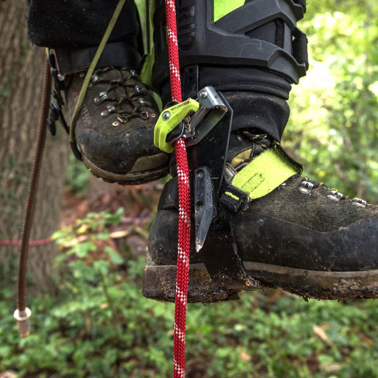Tree surgeon using Single Rope Technique with climbing boots and ascender on a red climbing rope in the forest.