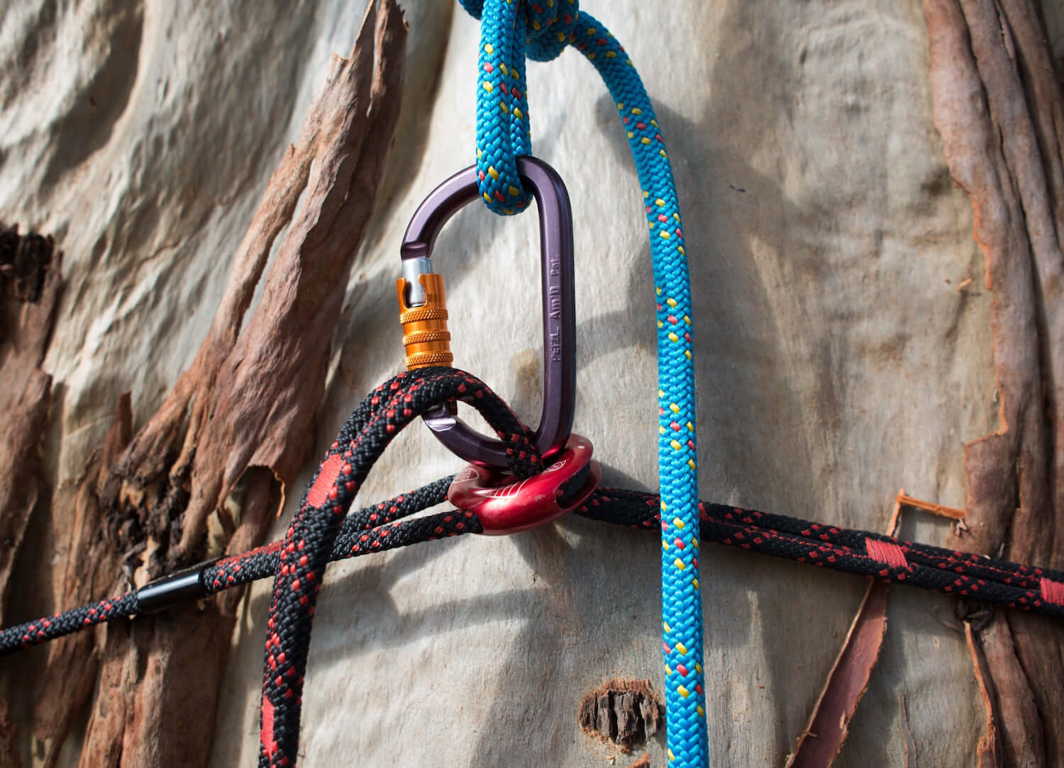 Multifunctional anchoring device for tree surgeons, showcasing ropes and carabiners on a tree.