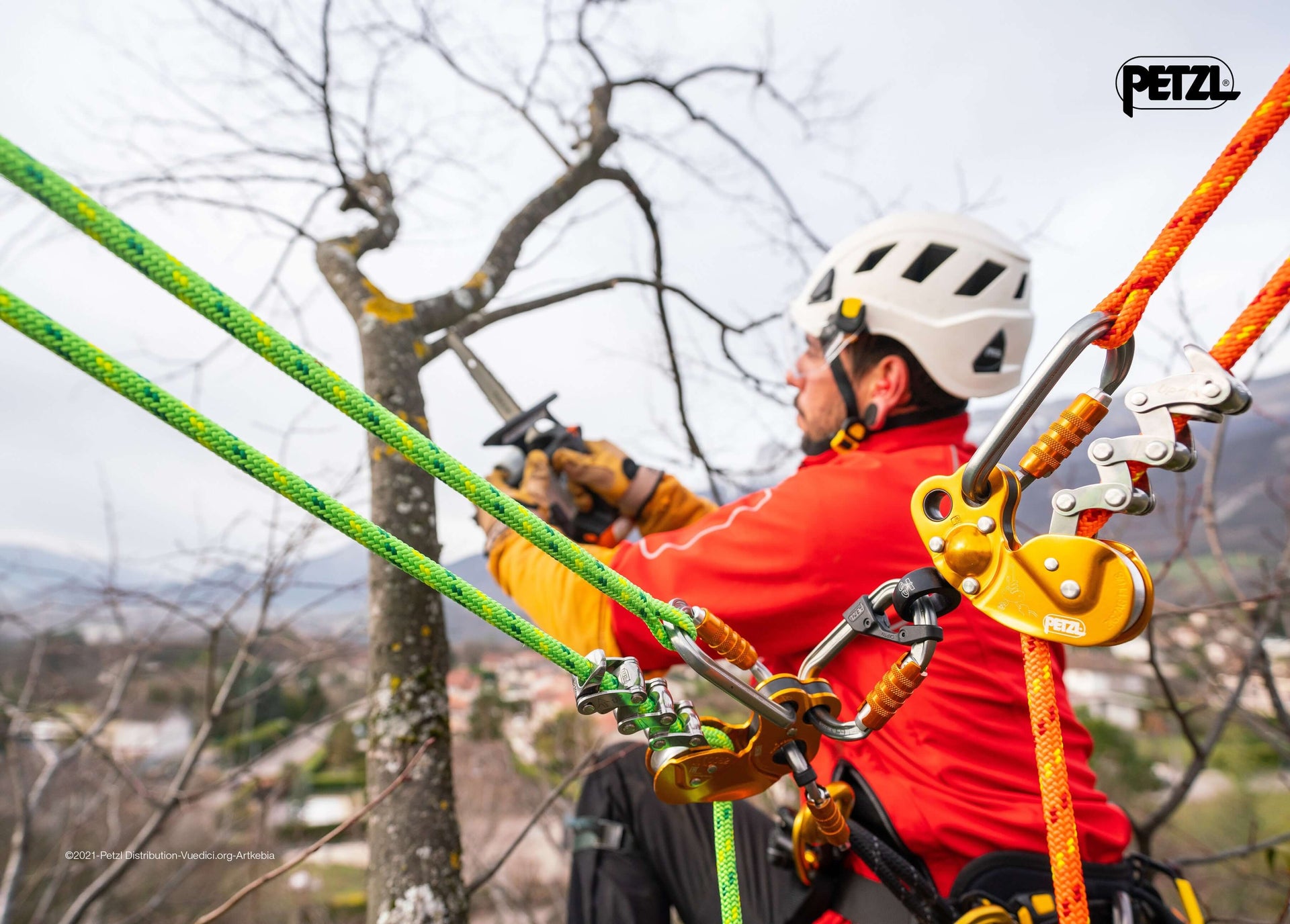 Tree surgeon using climbing ropes and gear for tree maintenance in a clear sky.