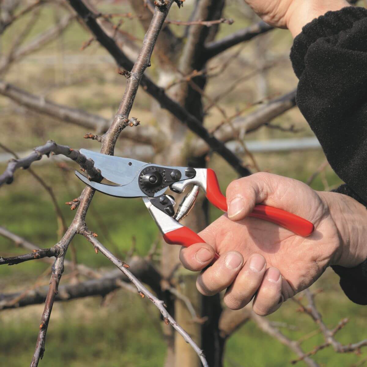 FELCO Secateurs