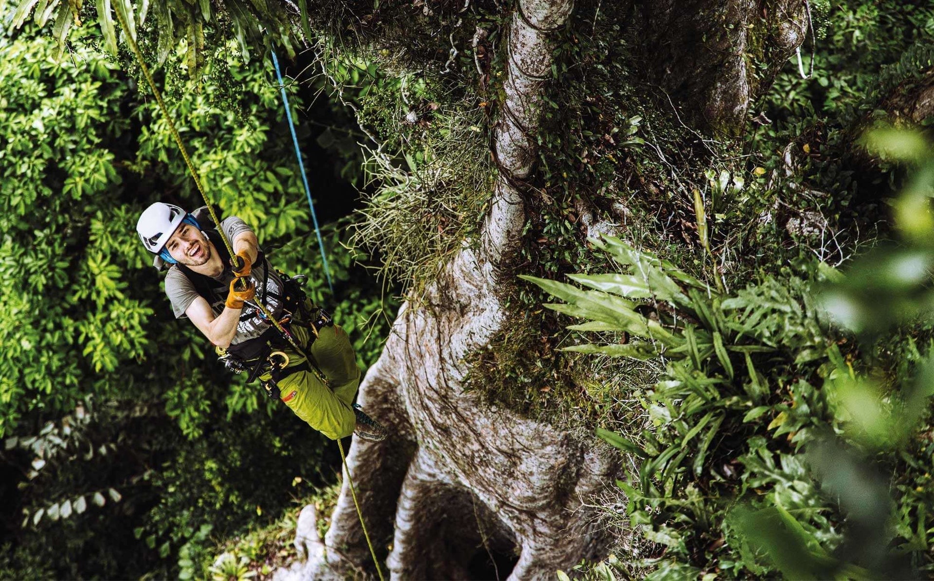 Tree surgeon using FTC tree climbing equipment while scaling a verdant tree, showcasing commitment to safe climbing.