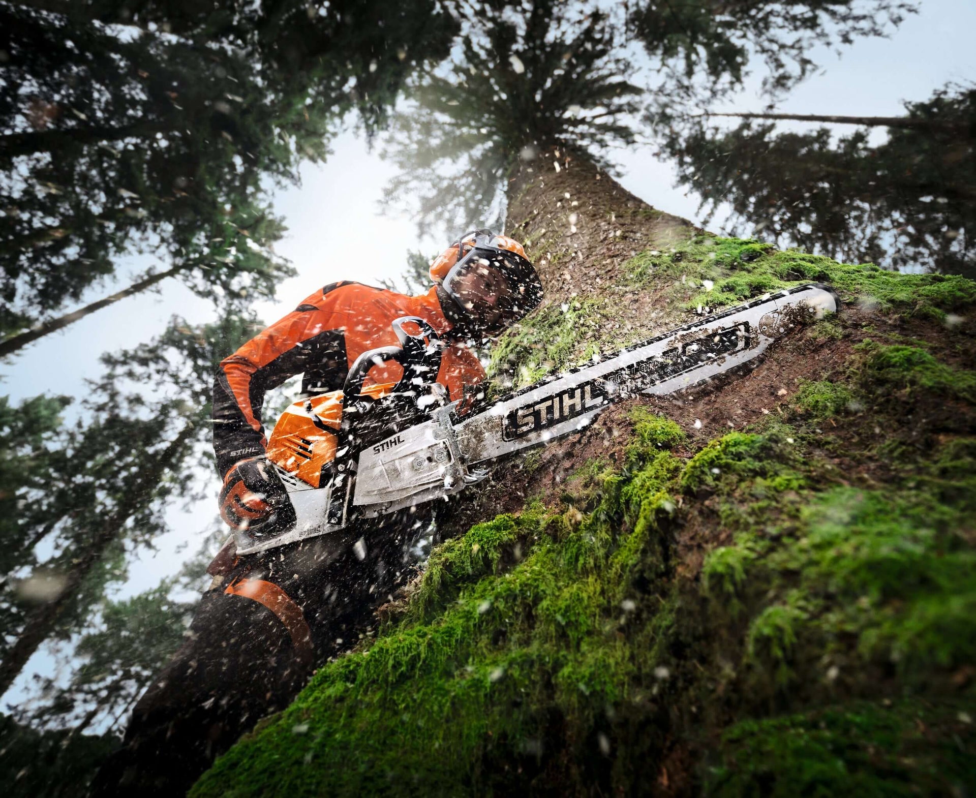 STIHL Rear Handle Chainsaws used by a professional tree surgeon to cut down a tree in a forested area.