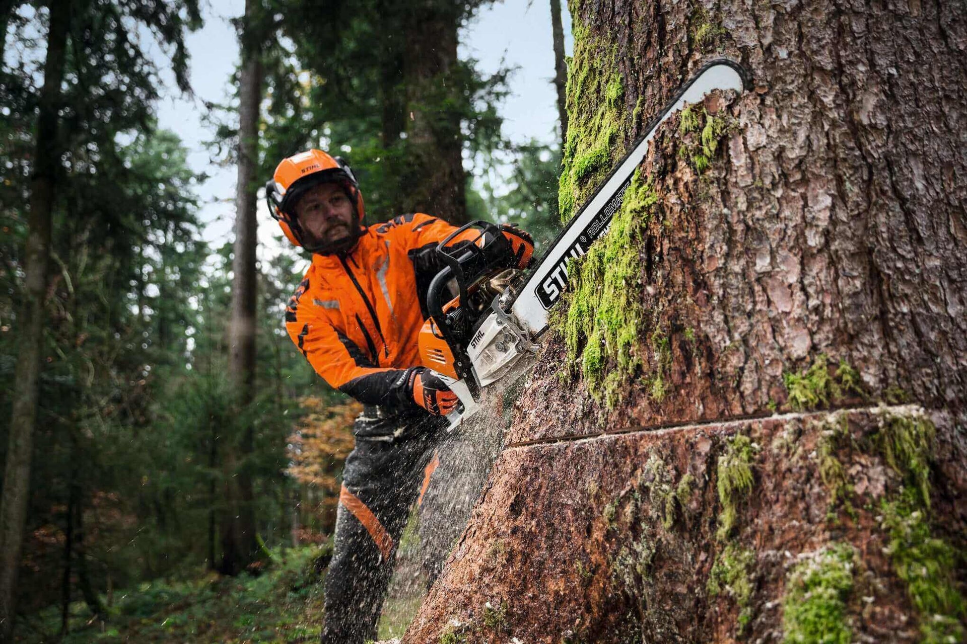 A professional logger using a chainsaw to cut a tree in a lush forest, wearing safety gear.