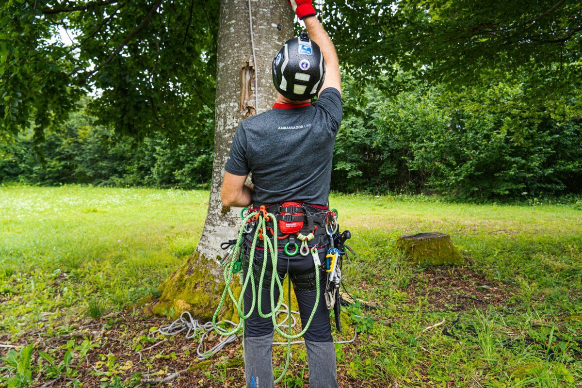 Tree surgeon in safety gear using prusik loops while working on a tree outdoors in a grassy area.