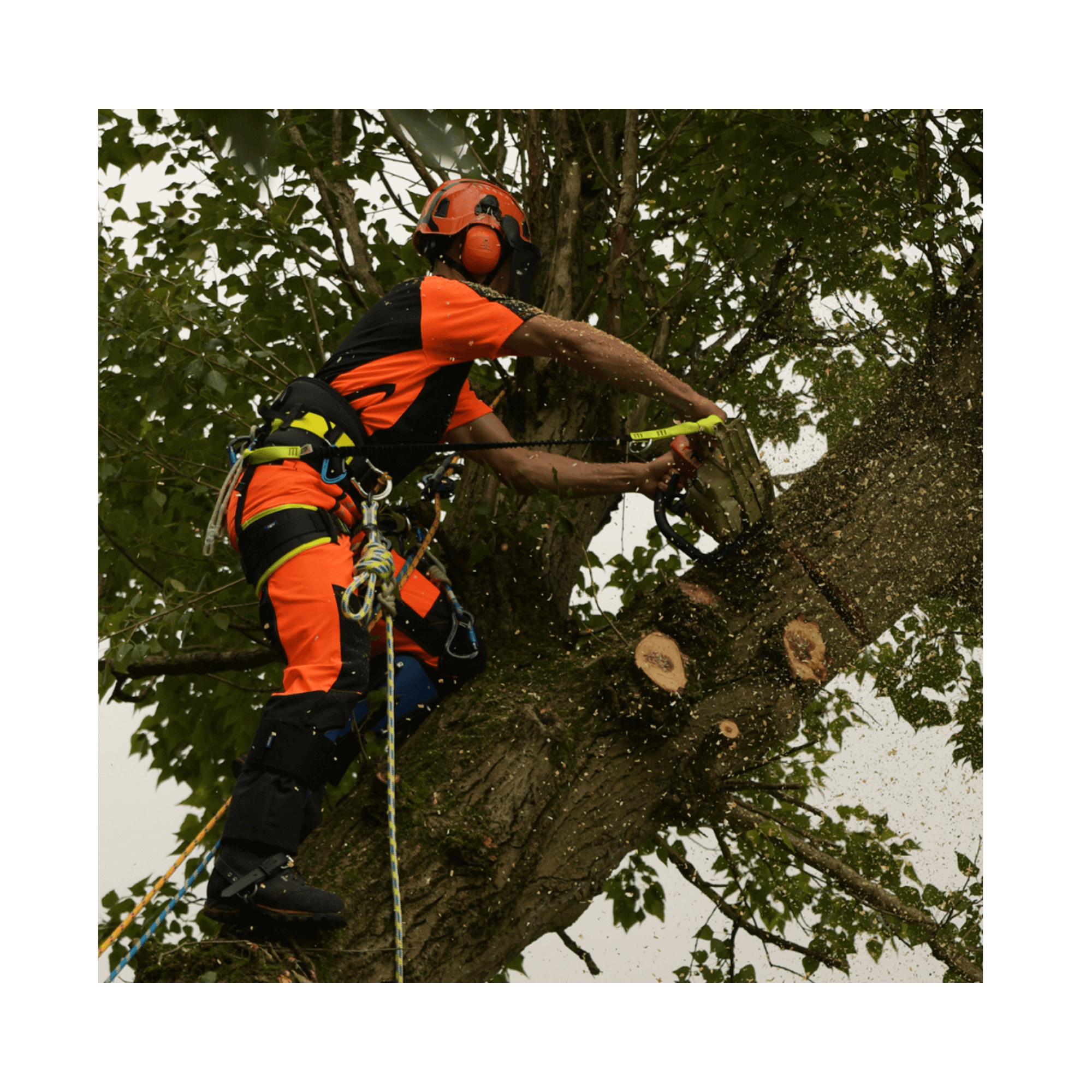 Arborist using Stein Forestry & Landscaping Equipment to prune a tree with effective techniques and safety gear.