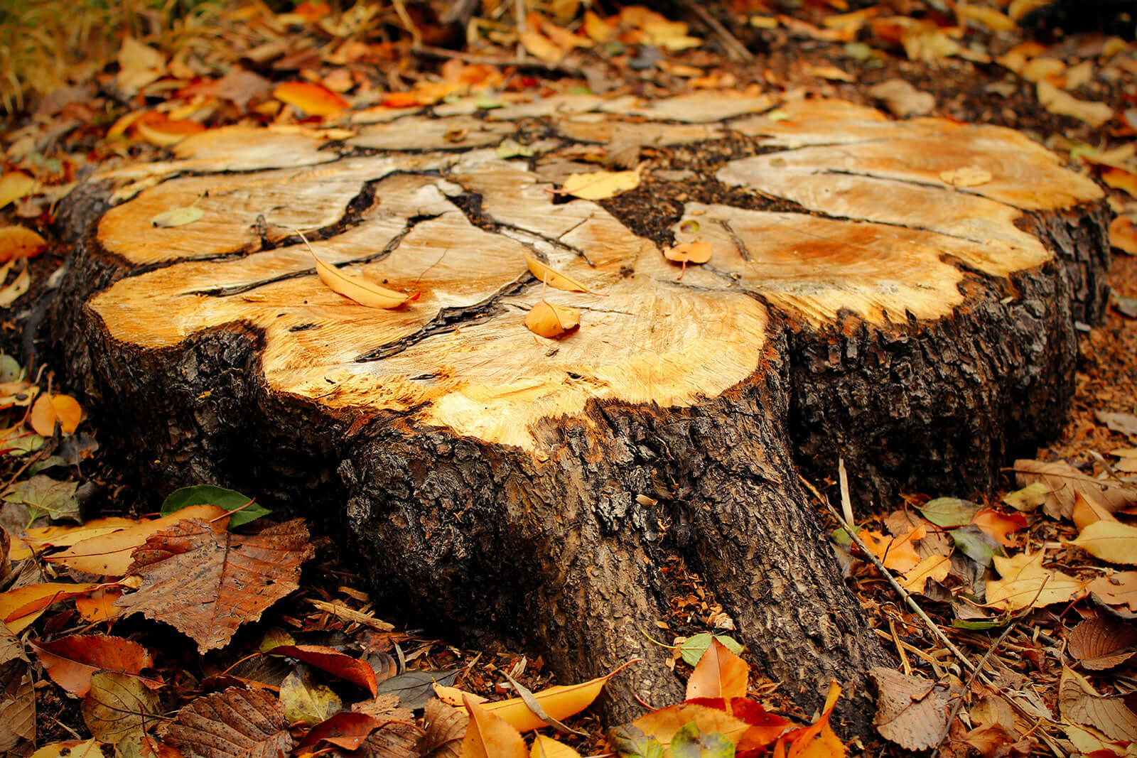 Close-up of a tree stump surrounded by fallen leaves, ready for removal by a tree surgeon with eco-friendly solutions.