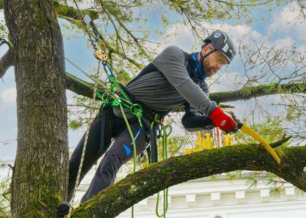 Tree surgeon using Teufelberger gear to prune branches safely while climbing a tree in a professional setting.