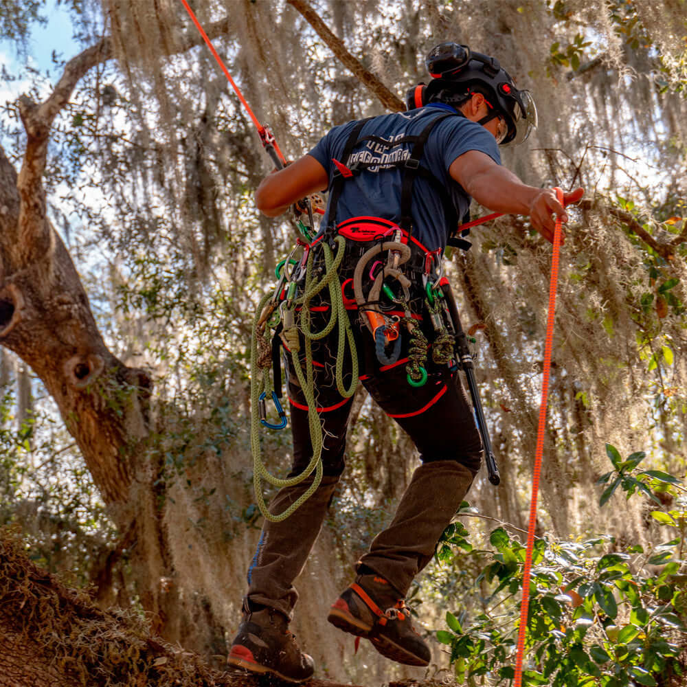 Tree surgeon using Teufelberger climbing equipment while descending a tree in a lush environment.