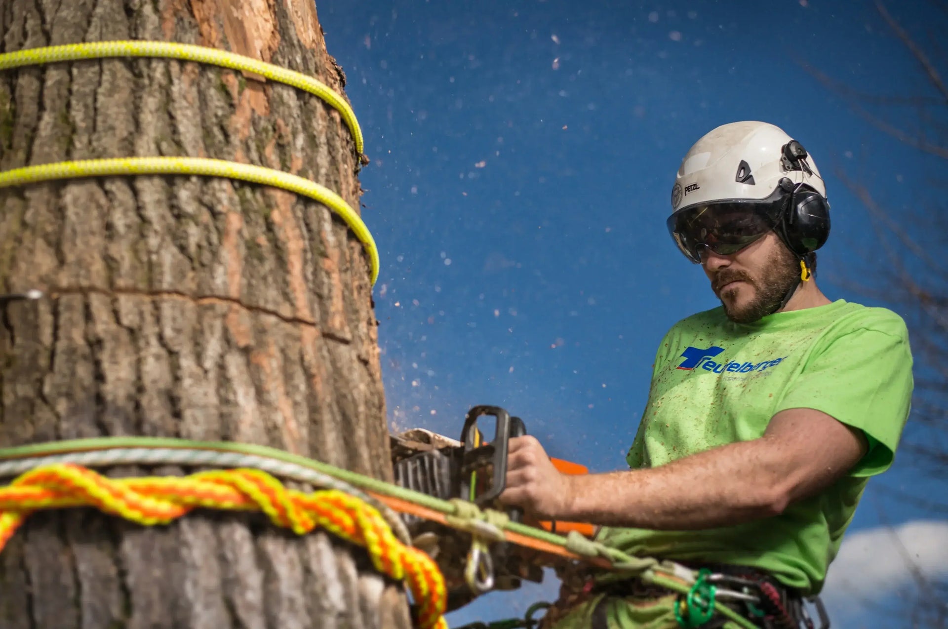 Tree surgeon using a chainsaw on a tree, secured with double braid rigging ropes for safety and efficiency.