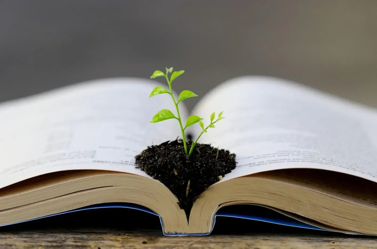Open book with soil and a small green plant growing from the center, symbolizing growth in tree surgeon knowledge.