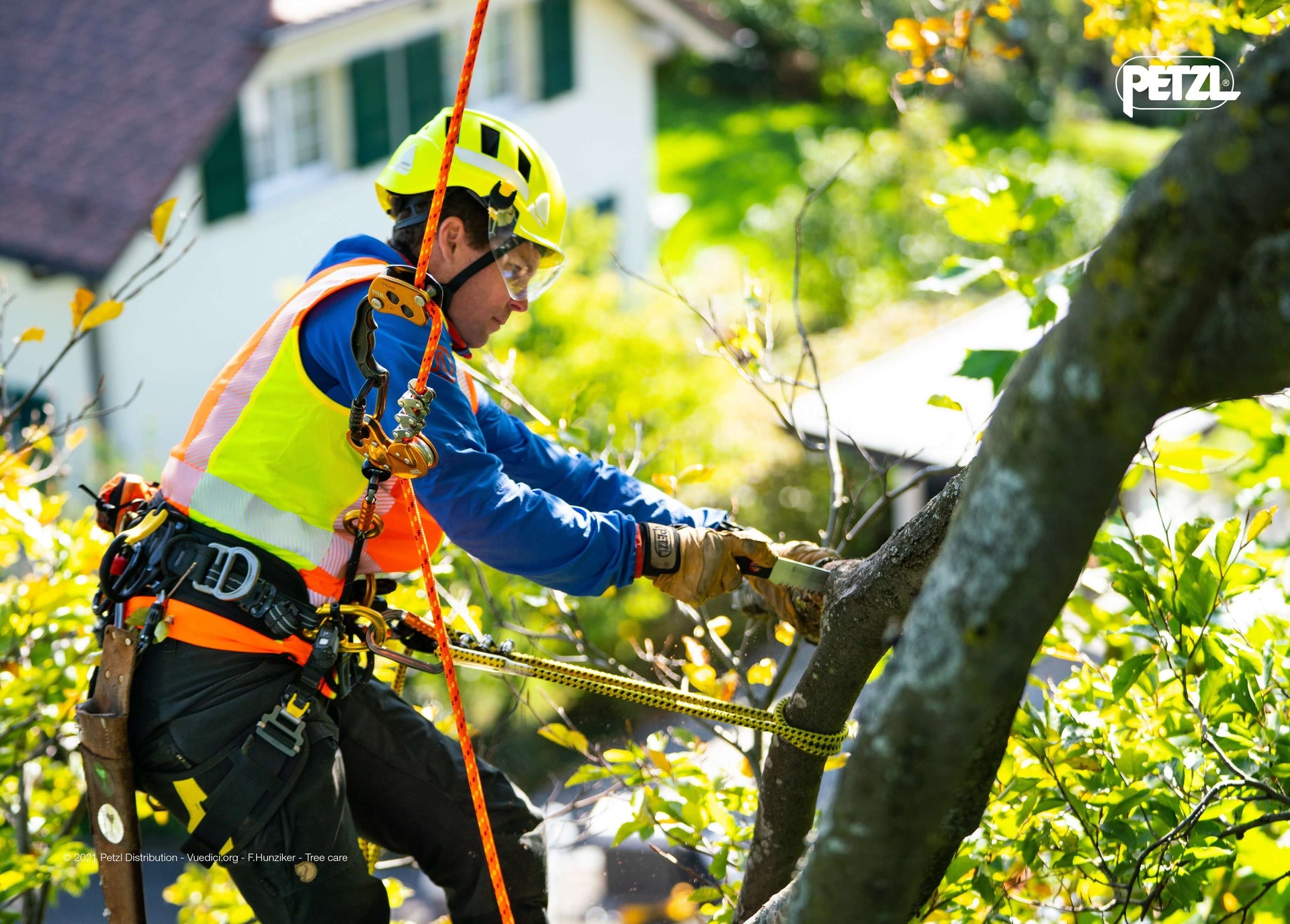 Tree surgeon using a harness while climbing a tree, demonstrating safety and efficiency in tree work.