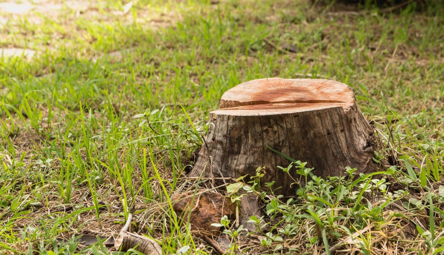 Tree stump in grass, showcasing the need for Tree Surgeon stump grinding protection from debris.