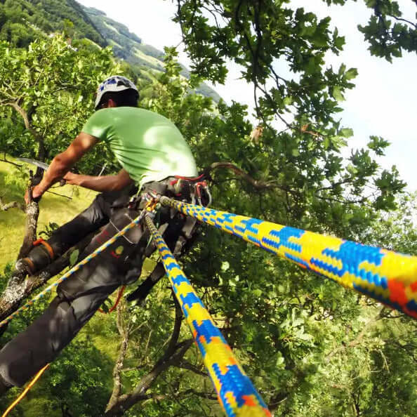 Tree surgeon climbing with colorful ropes by the meter for precise and safe applications.