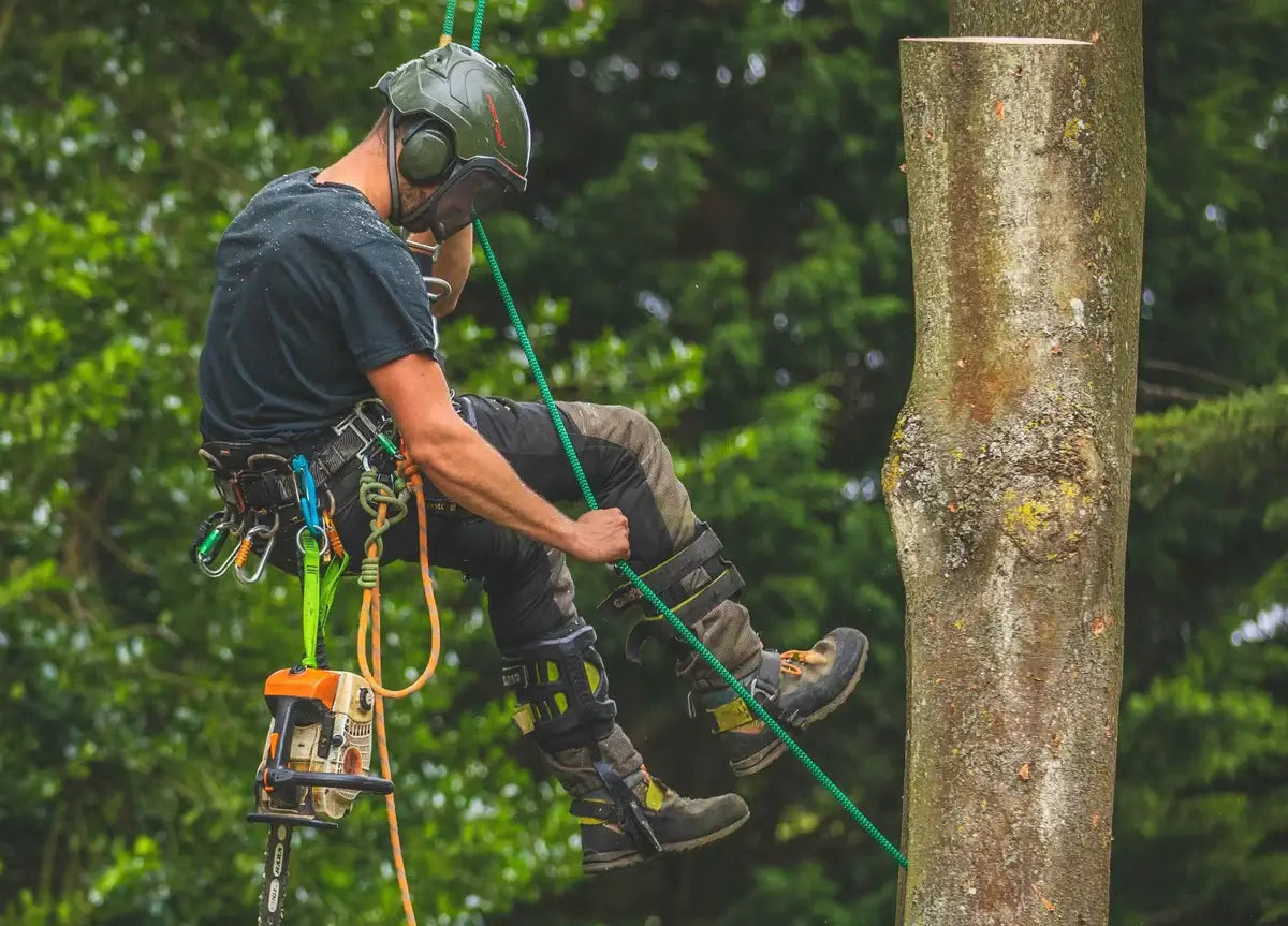 Tree surgeon in climbing gear safely descending a tree with professional equipment for efficient tree care.