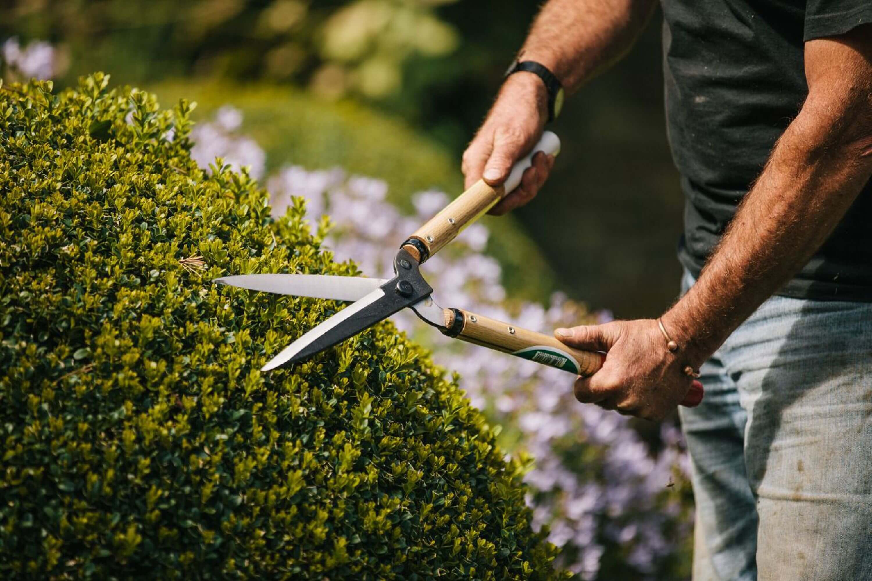 Person using Okatsune pruning shears on a boxwood hedge, showcasing expert trimming techniques with Japanese steel tools.