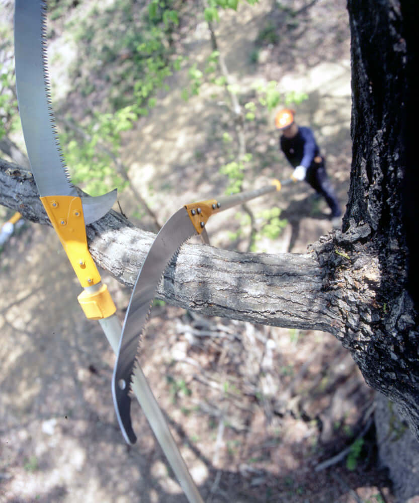 Tree surgeon using a polesaw to trim high branches with precision and ease.