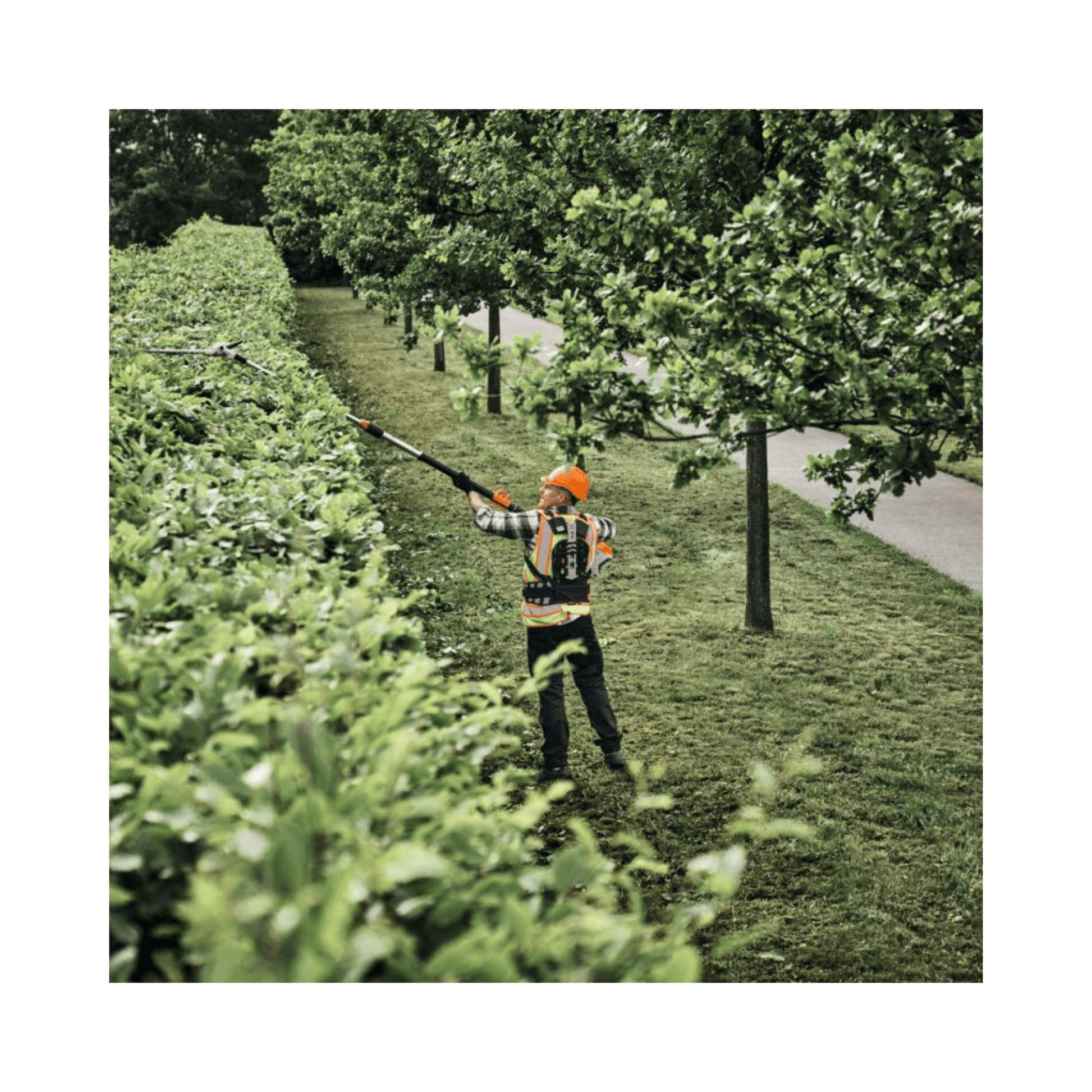 HLA 150 B Cordless Long-Reach Hedge Trimmer used by an arborist for professional hedge maintenance.