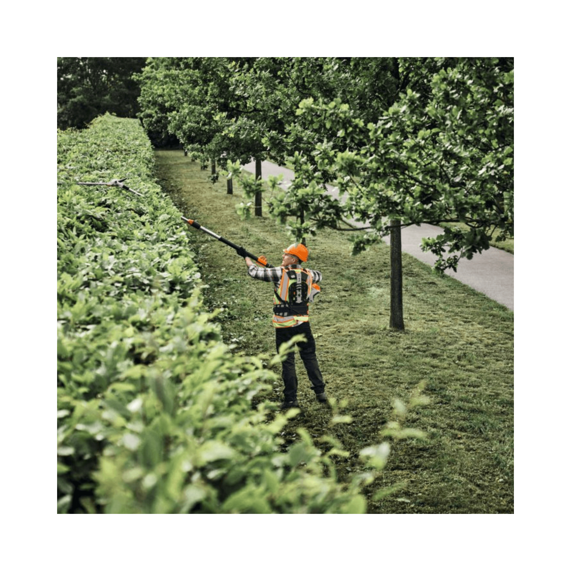 HLA 150 B Cordless Long-Reach Hedge Trimmer used by an arborist for professional hedge maintenance.