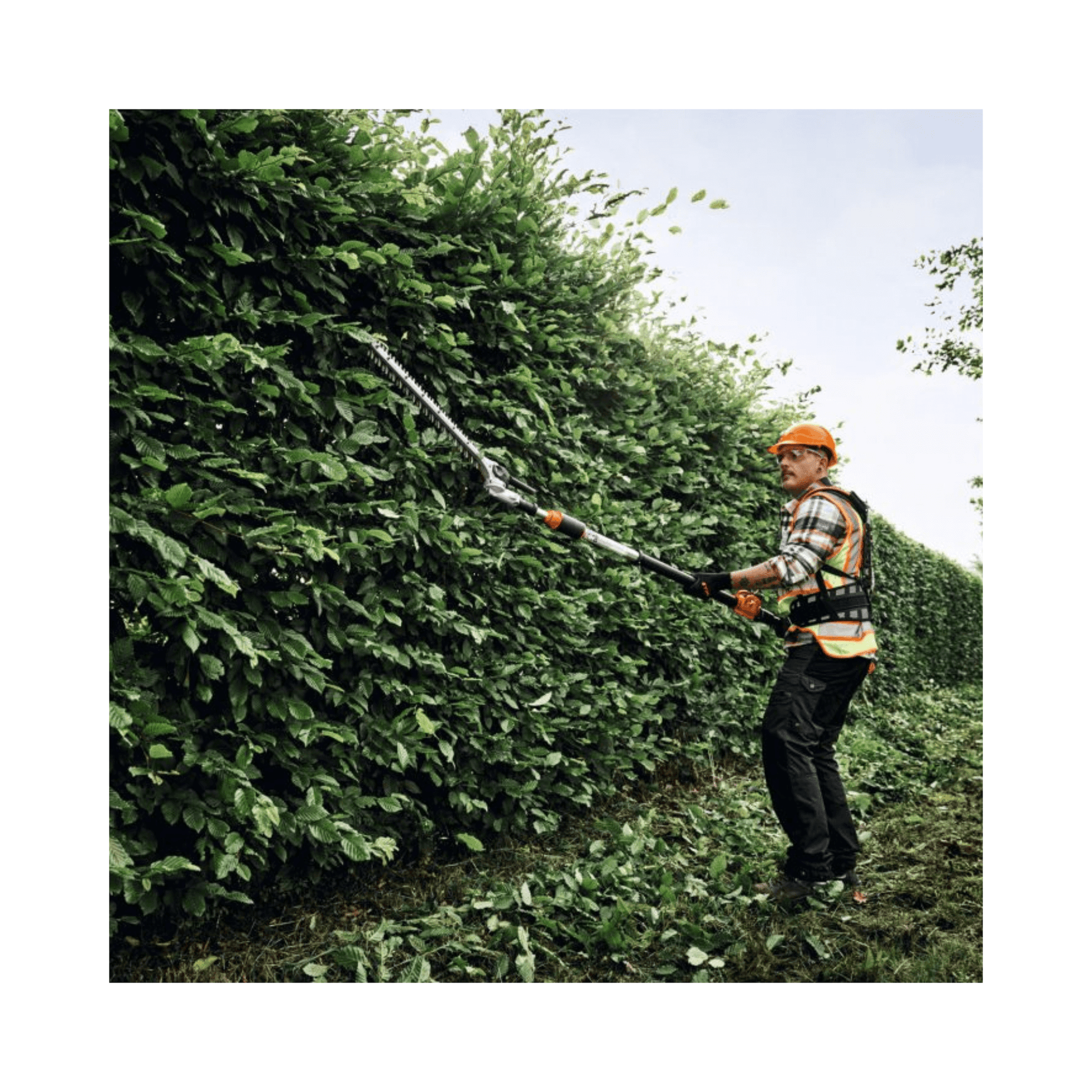 HLA 150 B Cordless Long-Reach Hedge Trimmer in use by a professional arborist trimming tall hedges.