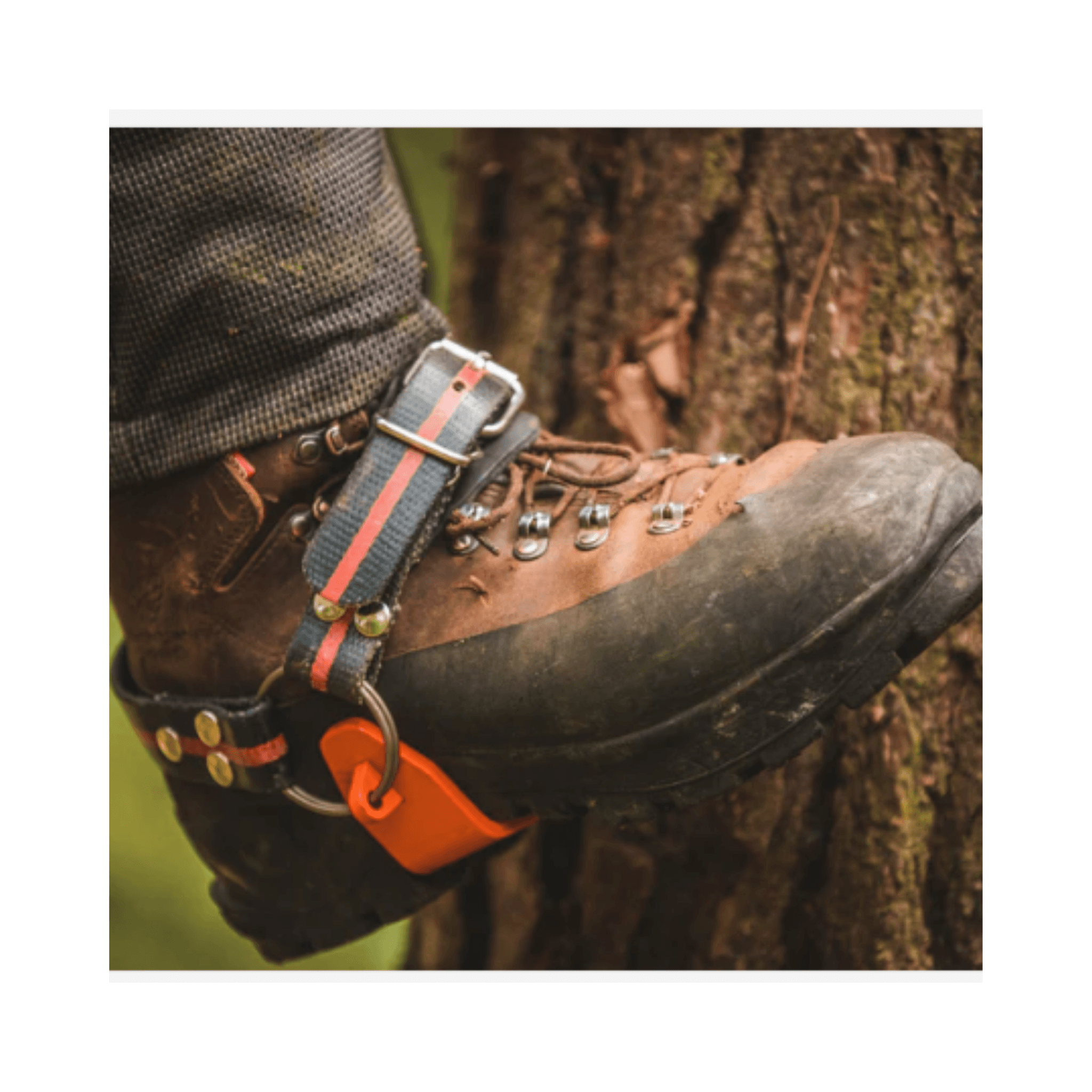 TH1000 Steel Tree Climbing Spikes secured on a boot while climbing a tree trunk for arborist use.