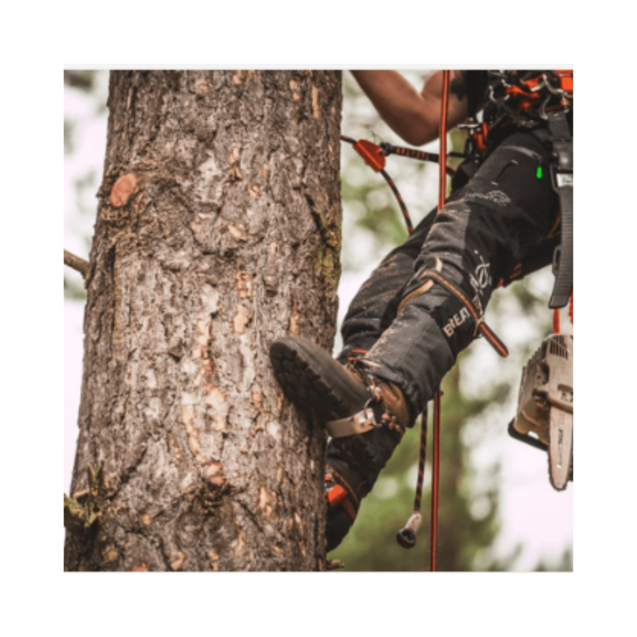 Treehog ツリークライミングスパイク：プロ仕様の安全で効率的な登山用具
