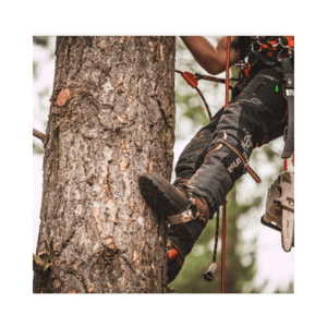 Treehog TH1003 Aluminum Tree Climbing Spikes used by an arborist climbing a tree.