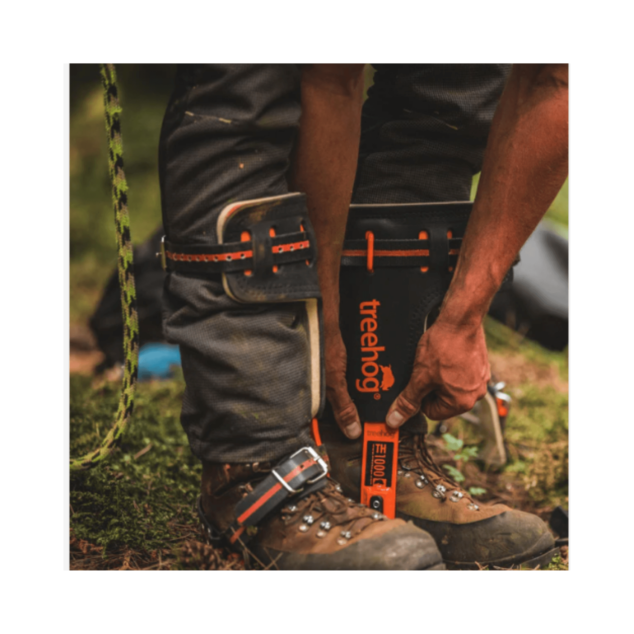 Person securing TH1000 Steel Tree Climbing Spikes before tree climbing work.
