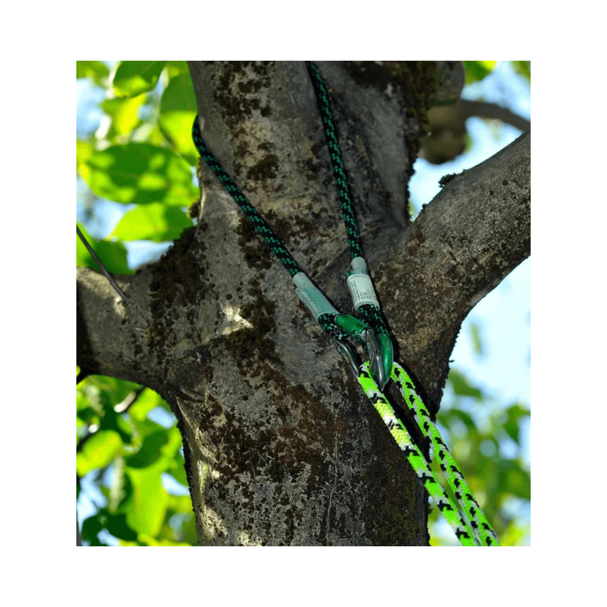 Sirius multiSLING Cambium Saver 1.3m installed on a tree trunk for tree care applications.