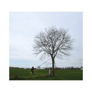 Person using Longboy Folding Telescopic Pole Pruner Saw to trim a tall tree in a field.