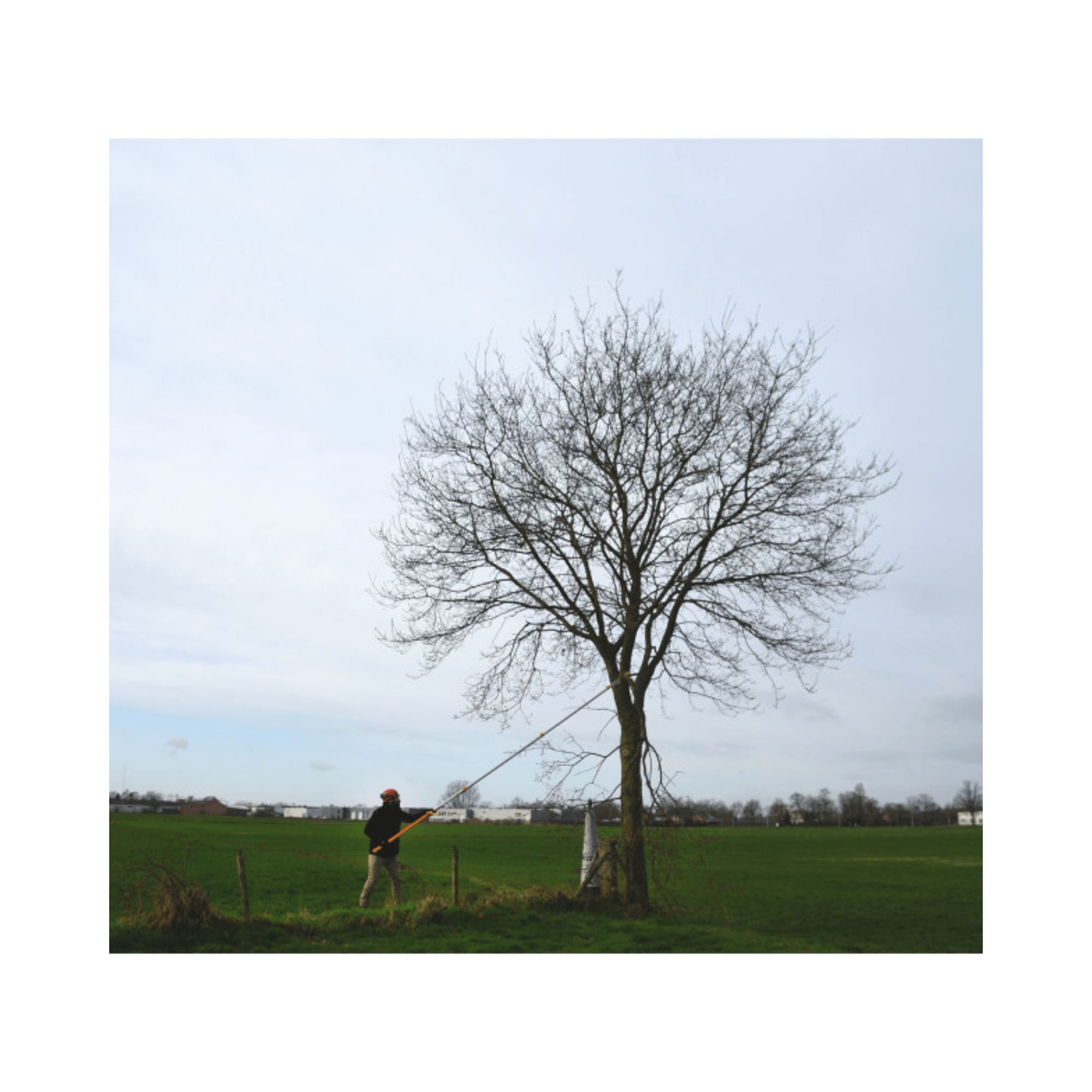 Person using Hayate Telescopic Tree Pruning Pole Saws to prune a tall tree in an open field.