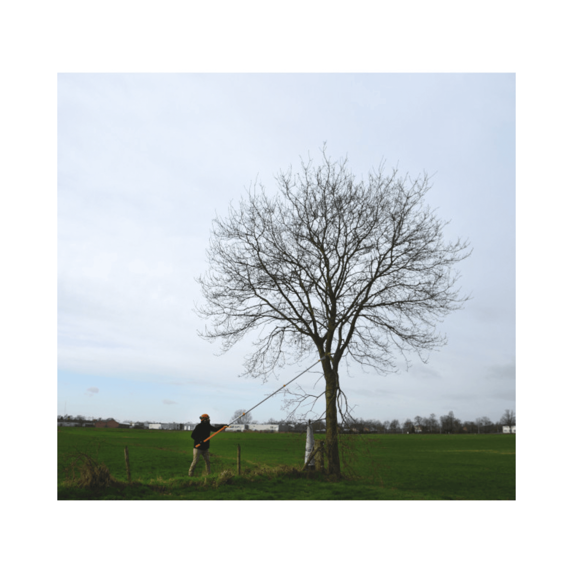 Person using Hayate Telescopic Tree Pruning Pole Saws to prune a tall tree in an open field.
