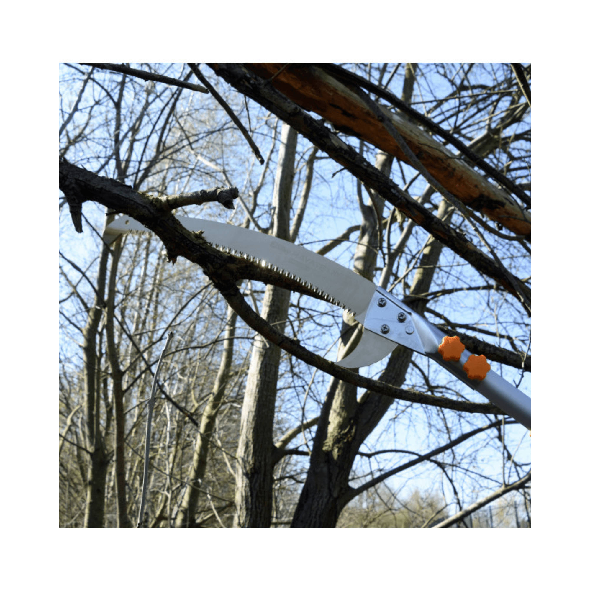 Longboy Folding Telescopic Pole Pruner Saw cutting a branch high in the trees.