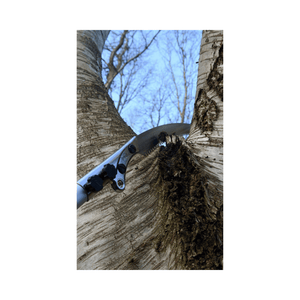 Forester Telescopic Tree Pruning Pole Saws in action, showcasing professional cutting performance for tree surgeons.