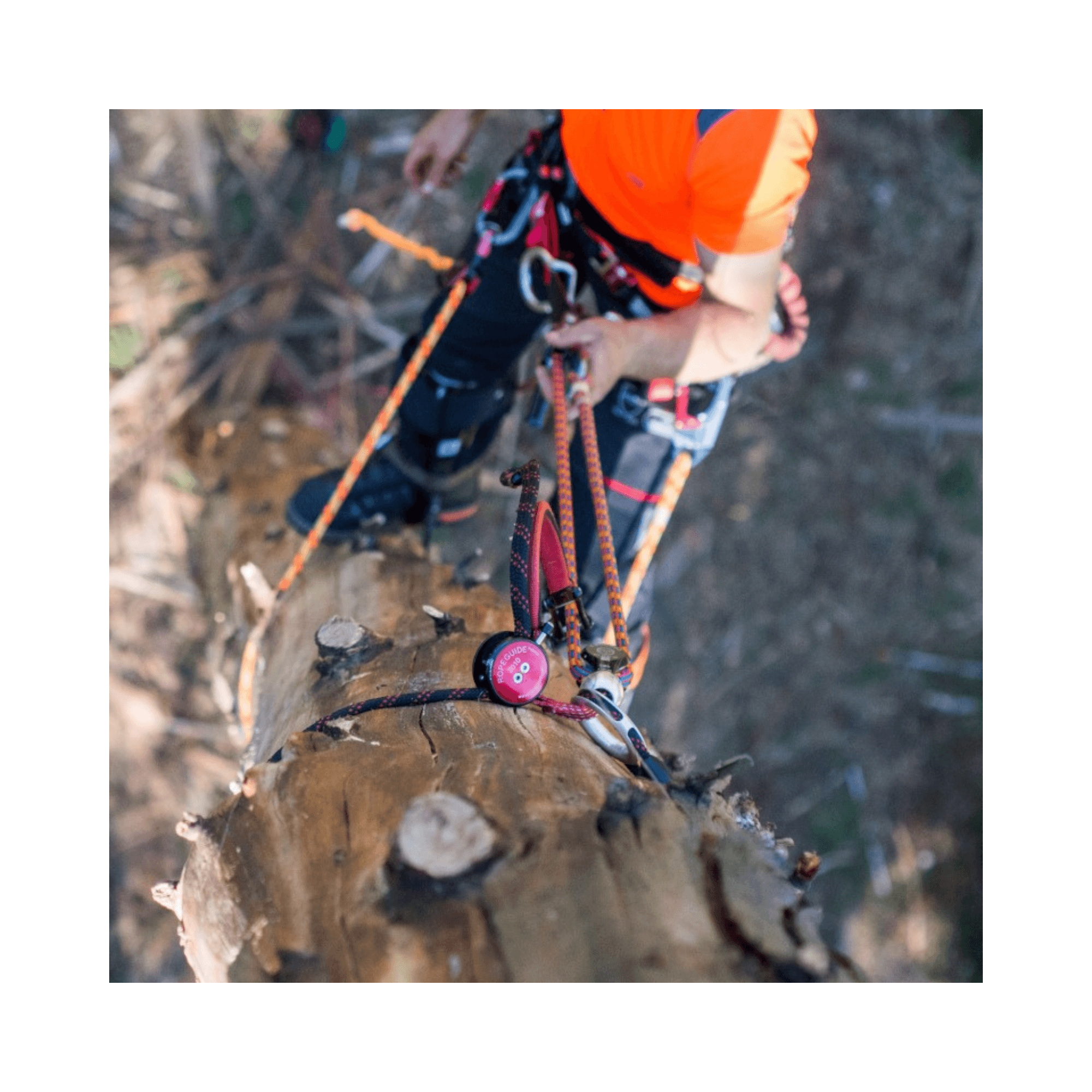 Tree surgeon using RopeGuide 2010 with link pulley for safe tree climbing and cambium protection.