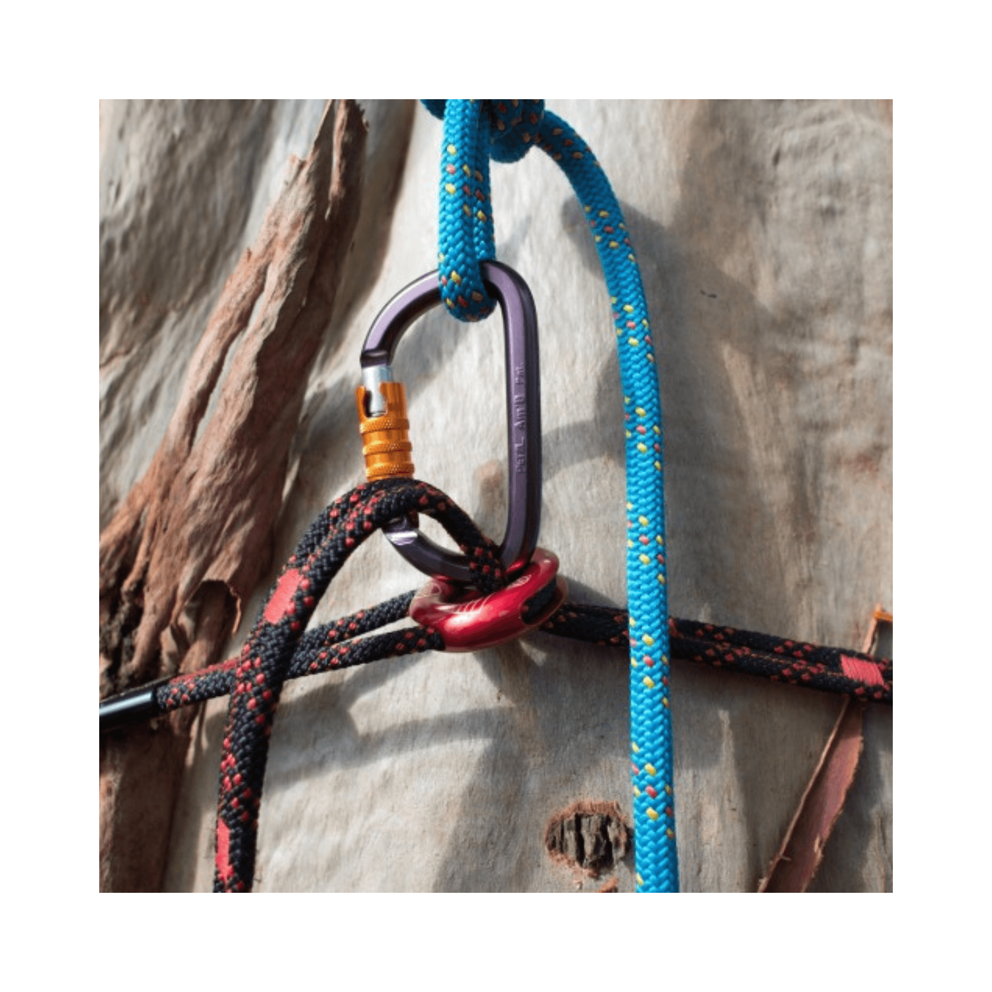 Close-up of the ART SnakeAnchor with ropes and carabiners attached, designed for tree surgeons and climbing professionals.