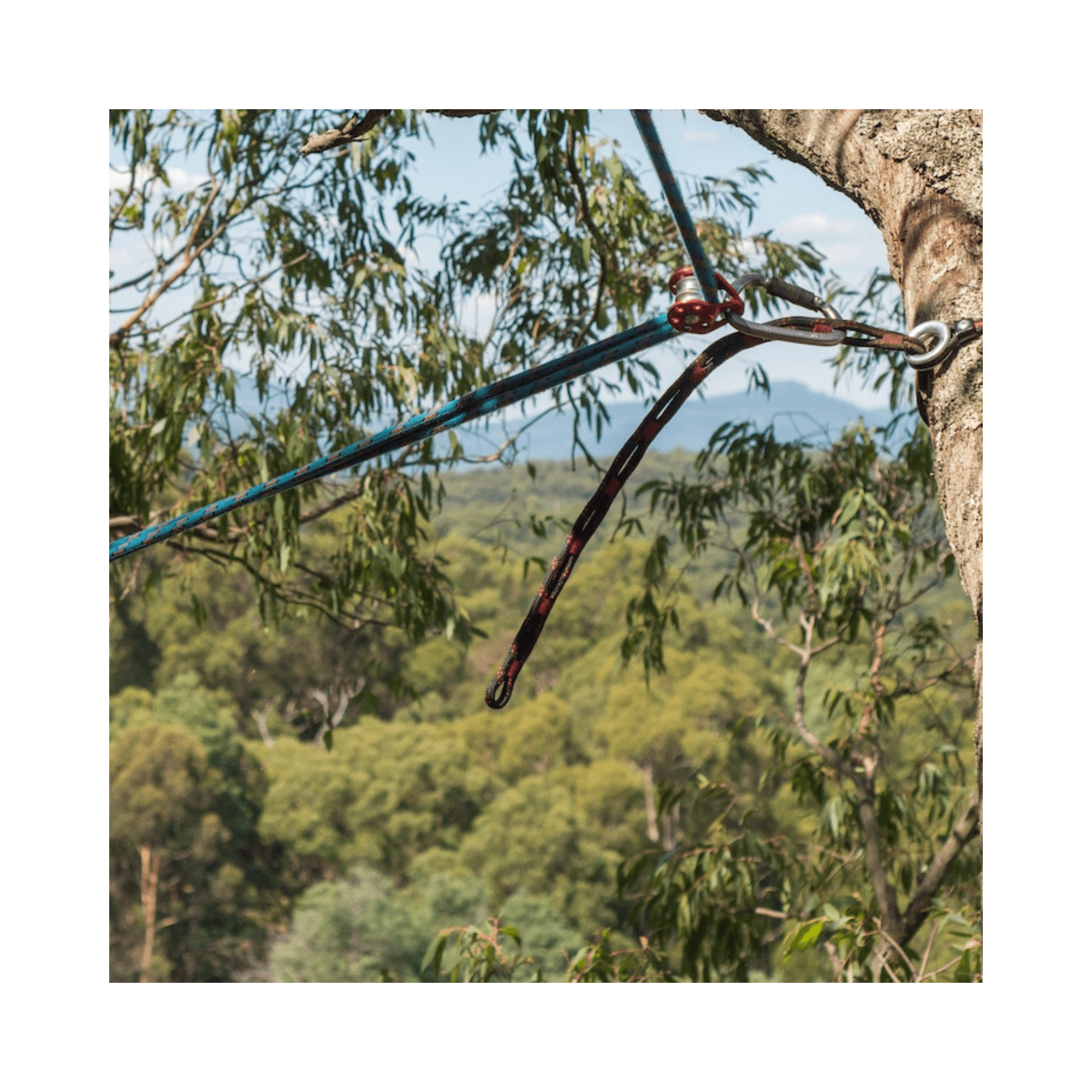 Tree Surgeon using the ART SnakeTail on a tree for climbing safety, demonstrating effective rope management.
