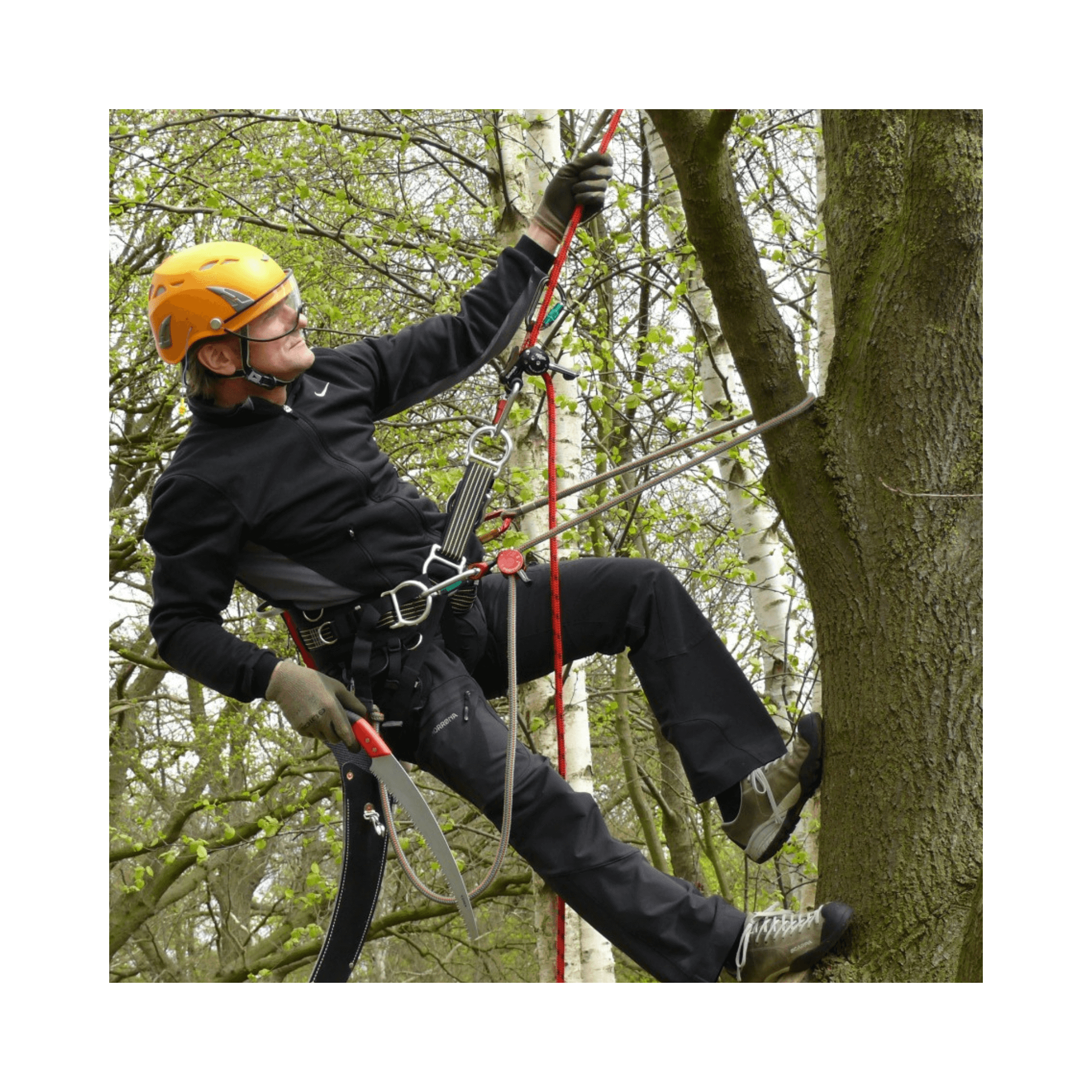 Tree surgeon using ART Positioner mechanical adjuster for climbing in a tree.