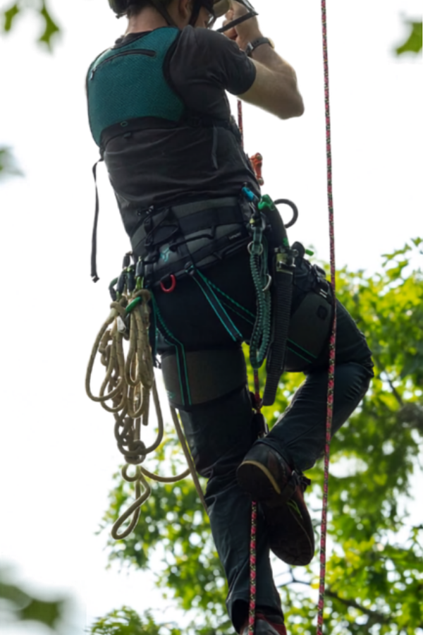 Catalyst Tree Climbing Harness