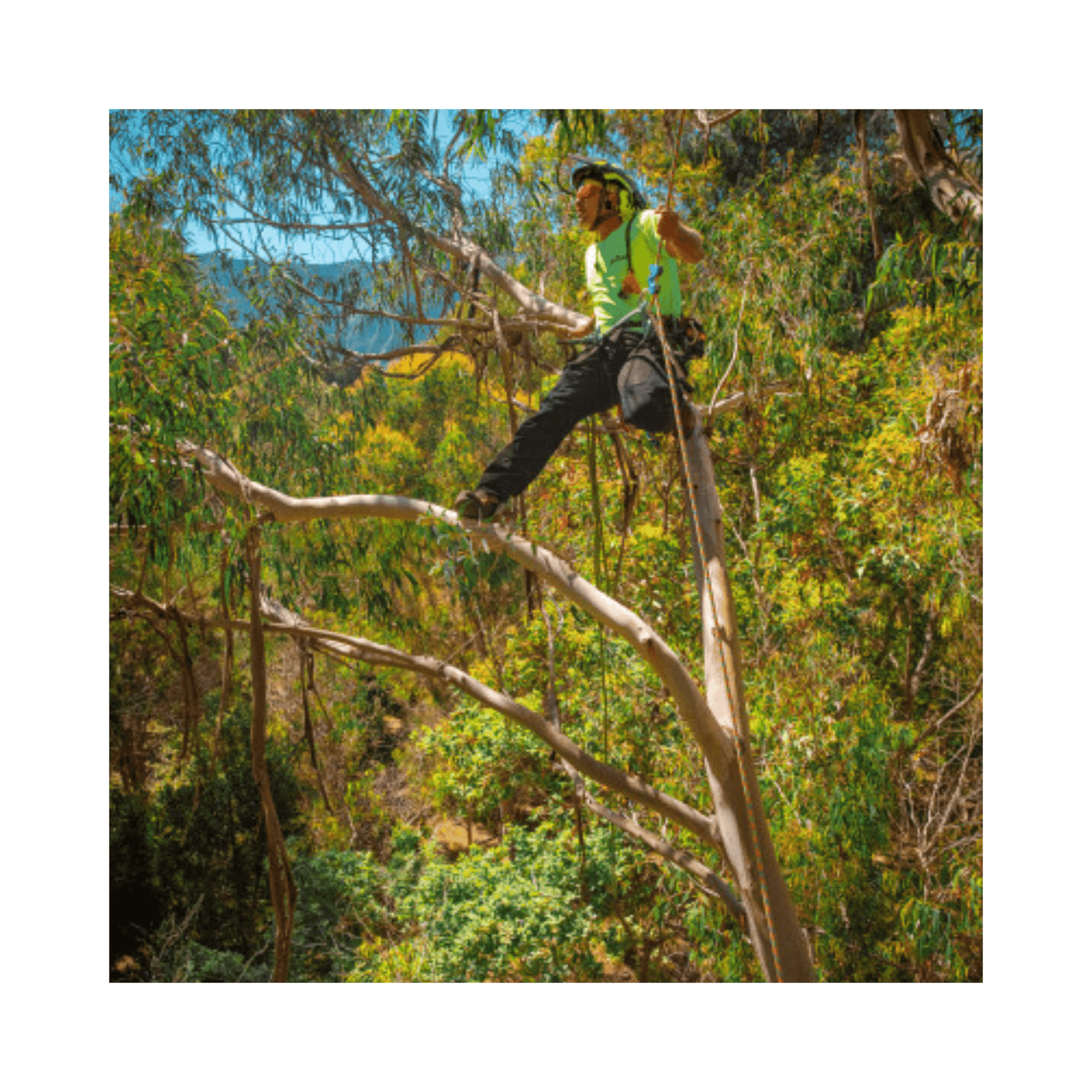 Komora Climbing Rope 11.7mm used by arborist scaling a tree in a vibrant forest setting