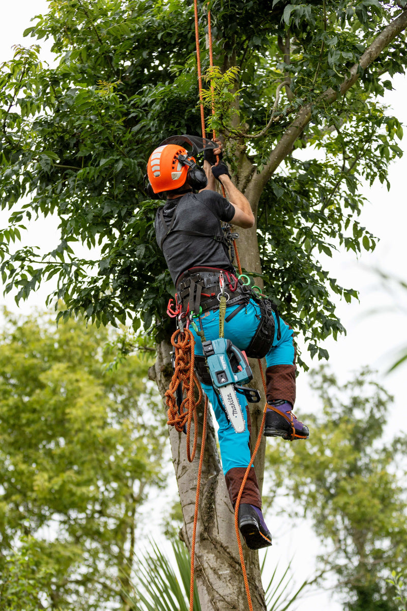 Arborist climbing a tree using safety gear and climbing ropes on a sunny day.
