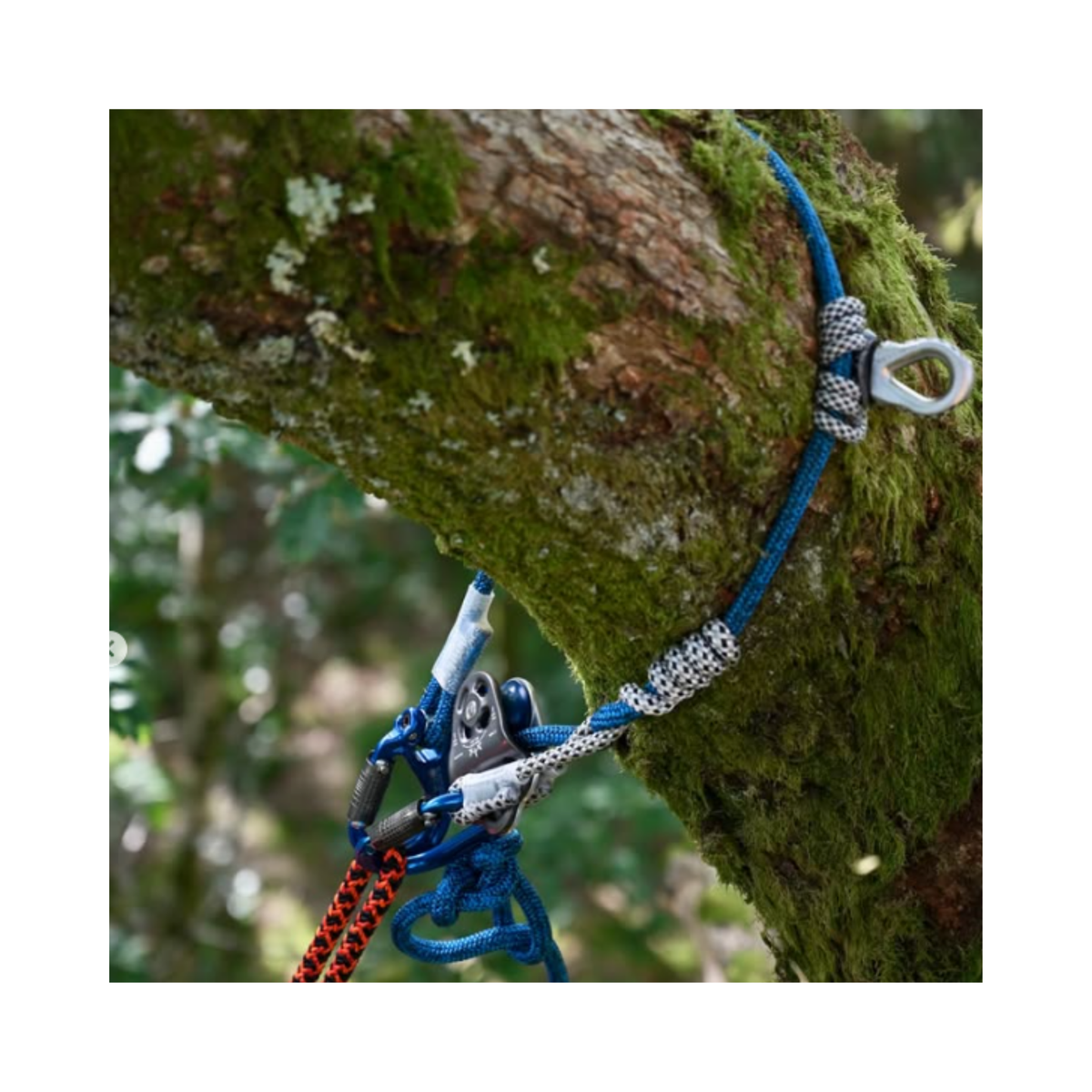 Nomad Friction Hitch Lanyard System attached to a tree trunk with blue and orange ropes for precision climbing.