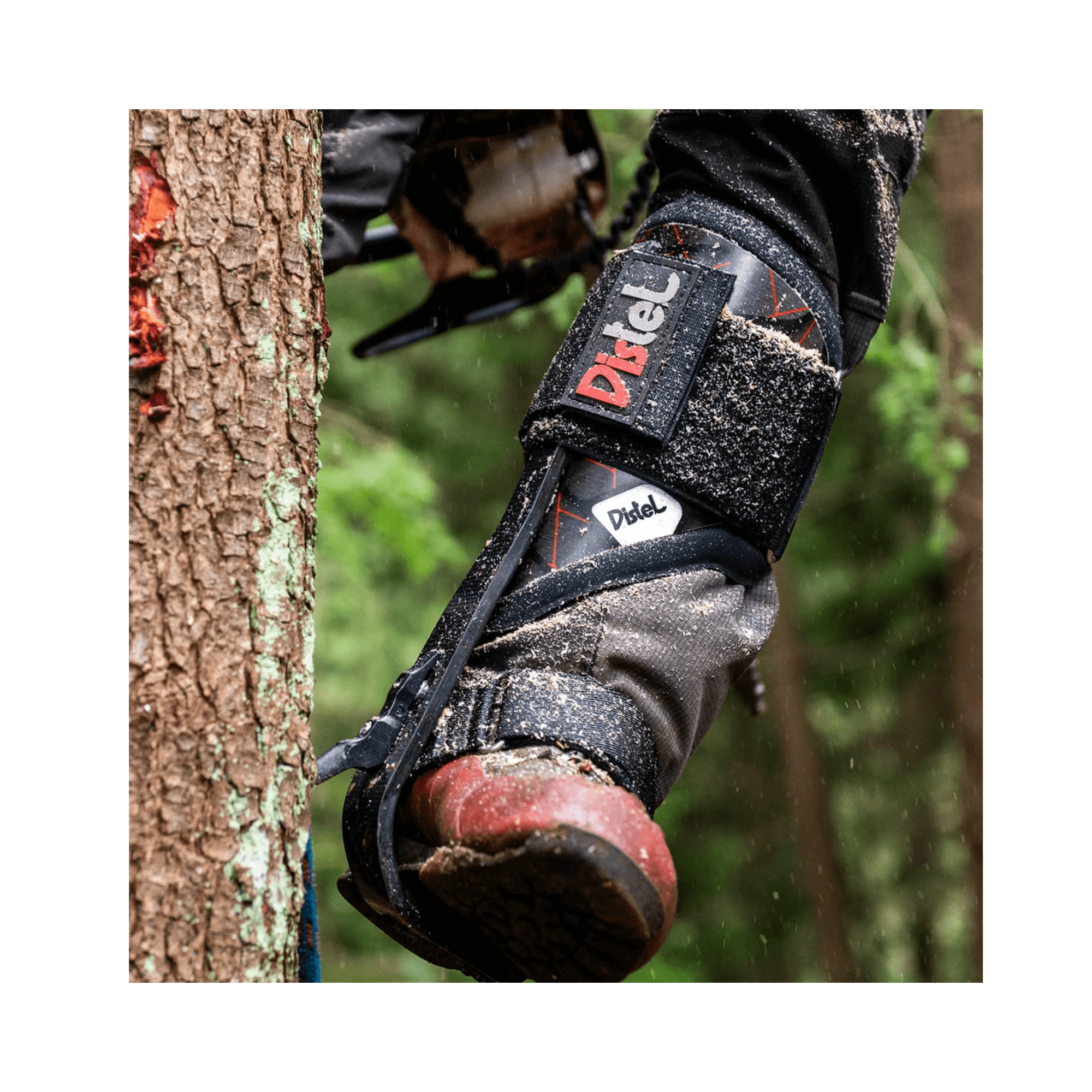 Carbon 3.1 Climbing Spikes Leather Short Gaff mounted on a climber's leg against a tree.