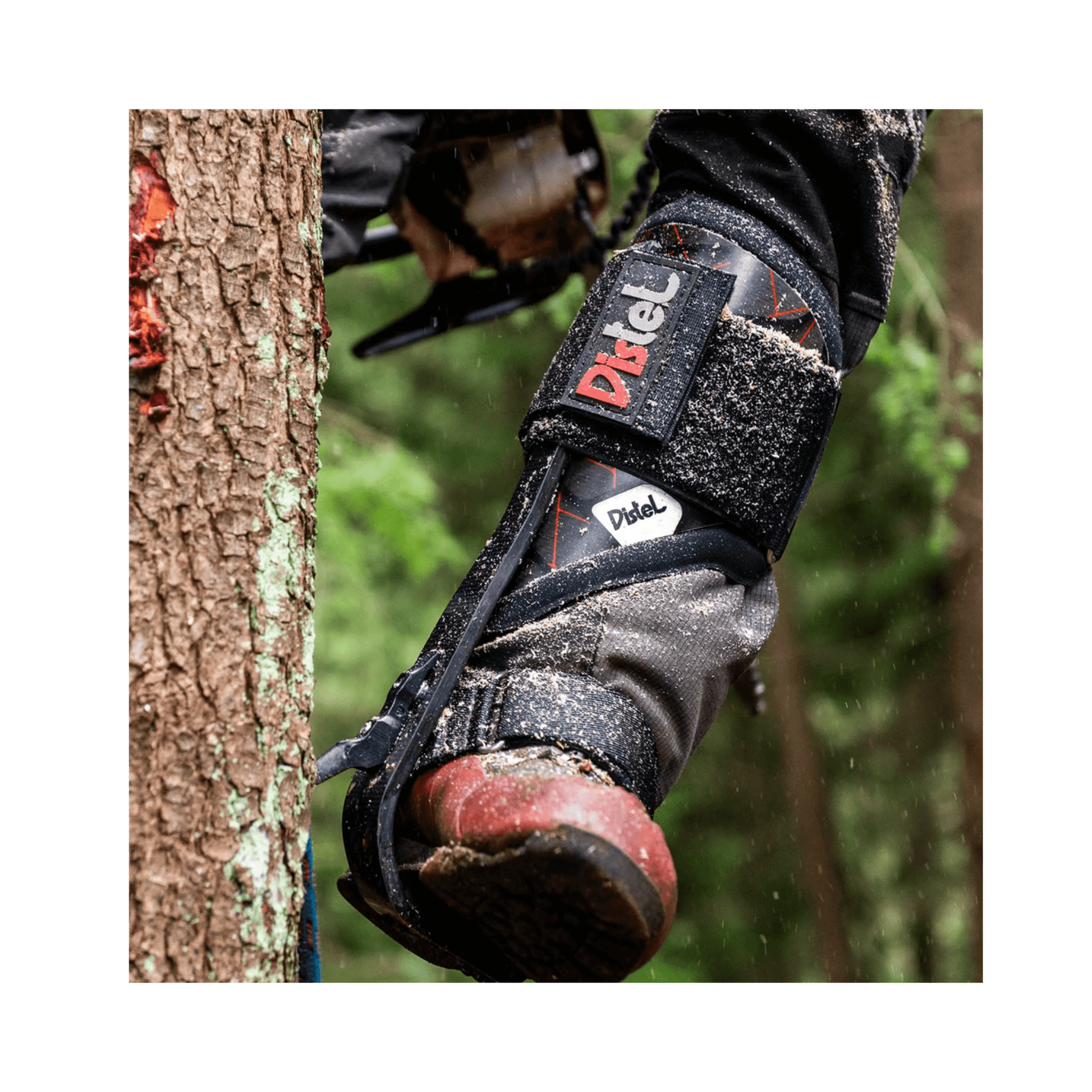 Carbon 3.1 Climbing Spikes Leather Short Gaff mounted on a climber's leg against a tree.