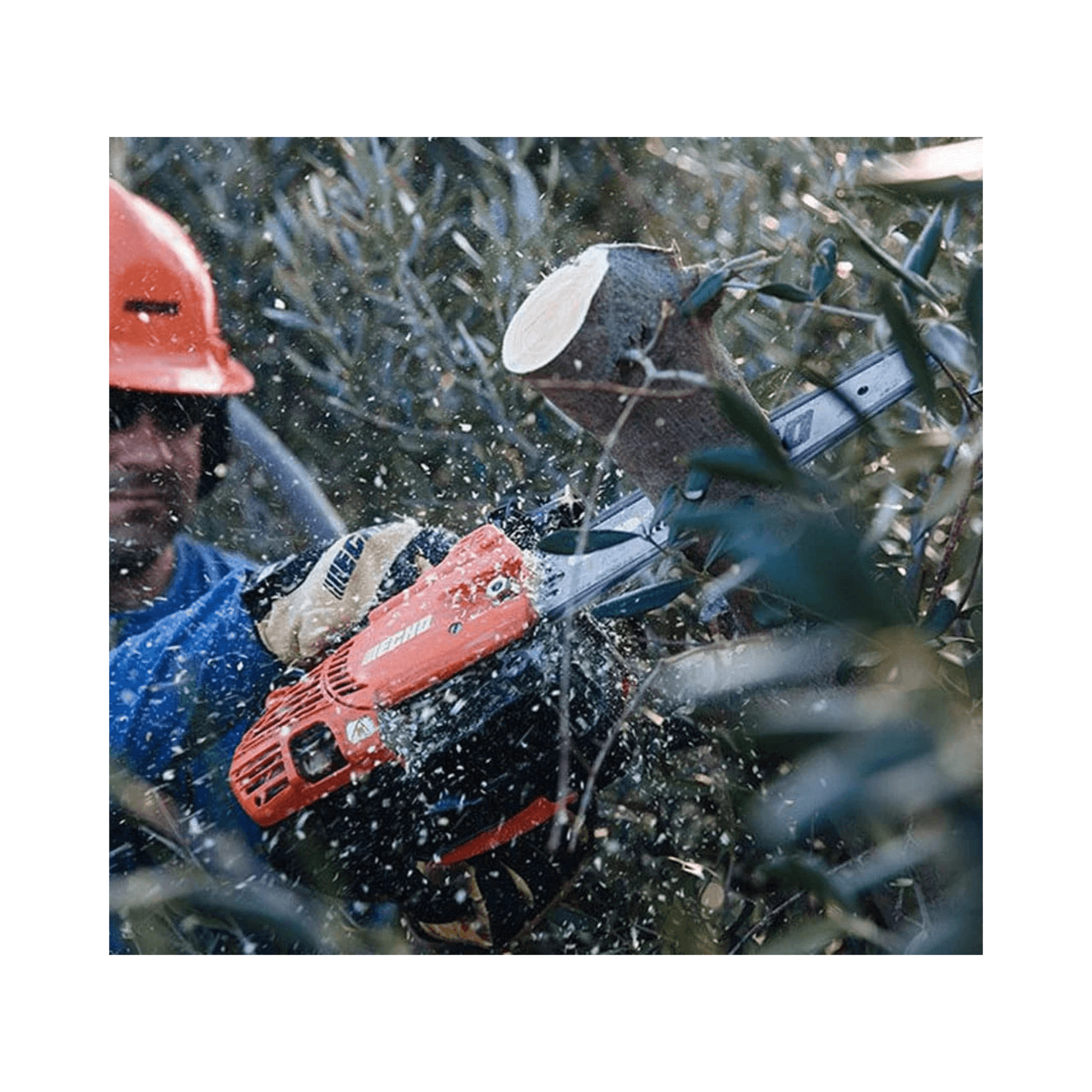 ECHO CS-2511TESC Petrol Top Handle Chainsaw 10" being used by a tree surgeon for precise cutting in a canopy.
