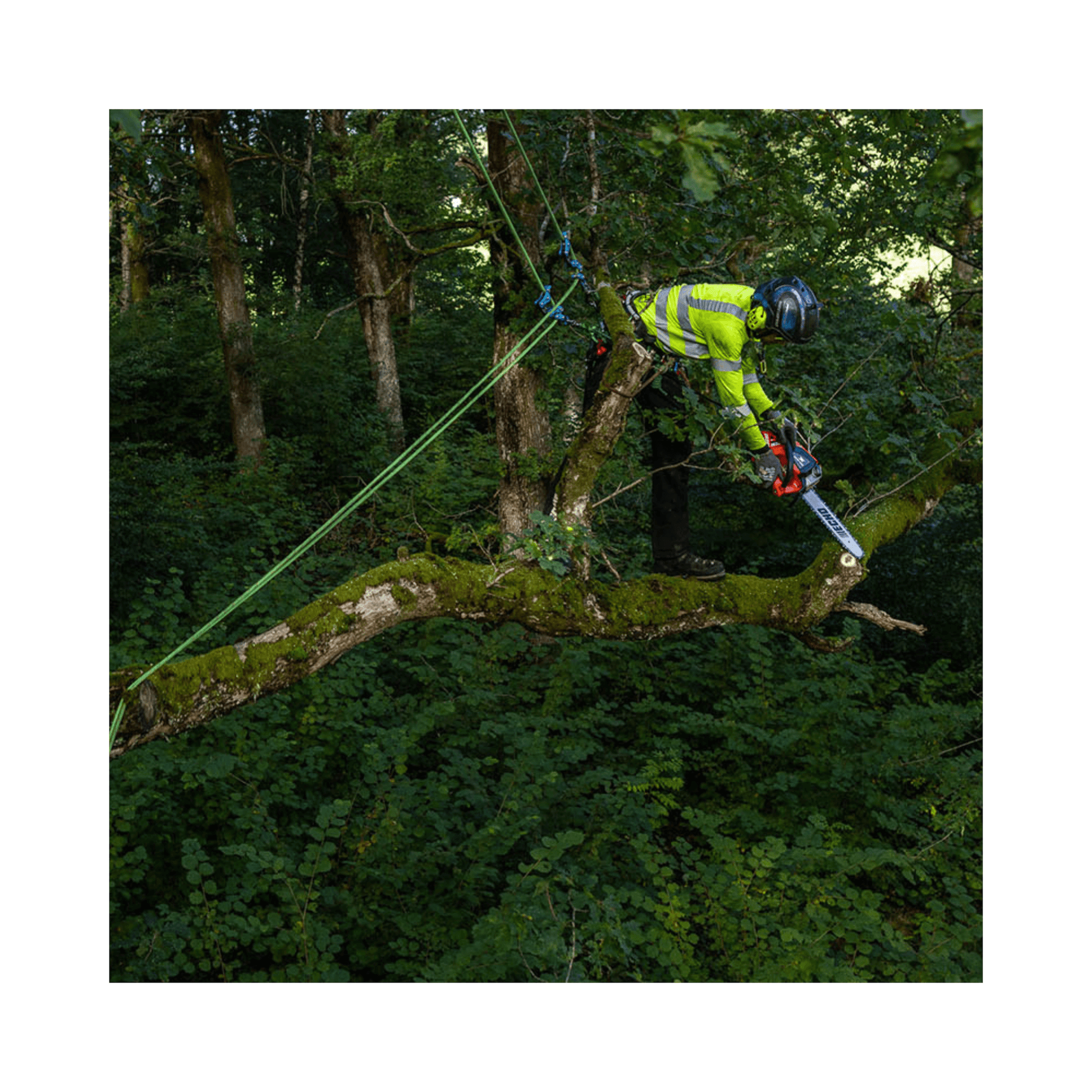 DCS-3500T Battery Top Handle Chainsaw 14" used by an arborist for tree pruning in a forest setting.